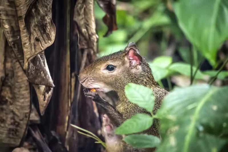 Rio de Janeiro : Visite du parc national et du jardin botanique de Tijuca