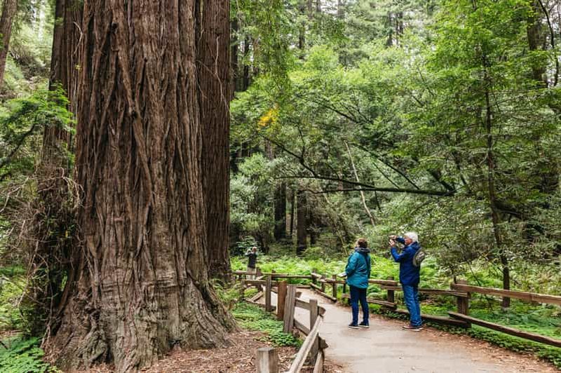 San Francisco : Muir Woods, visite des vignobles de la vallée de Napa et de Sonoma