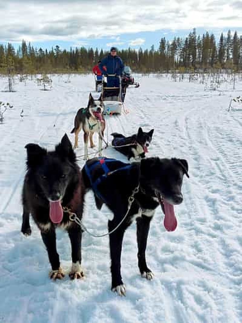 Rovaniemi : safari husky avec transferts et barbecue