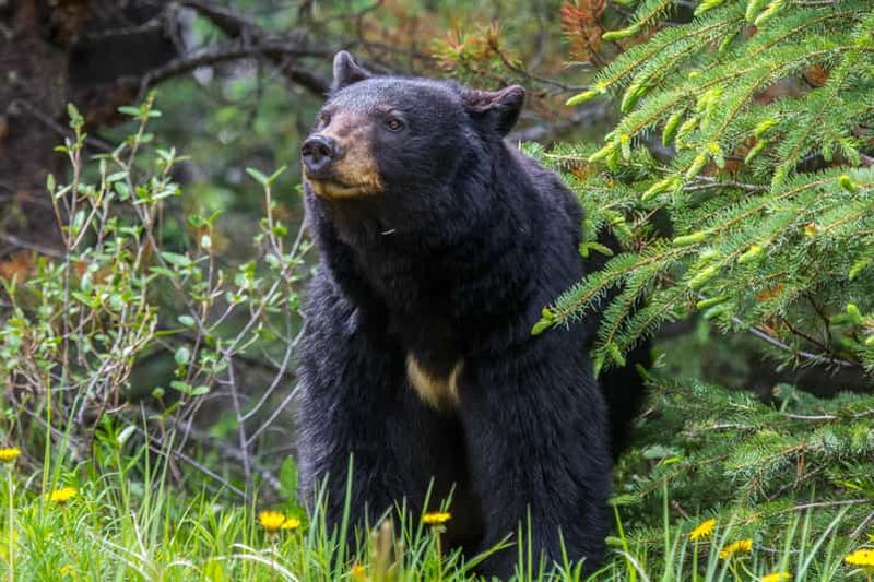 Parc national Jasper : observation de la faune en soirée ou en matinée