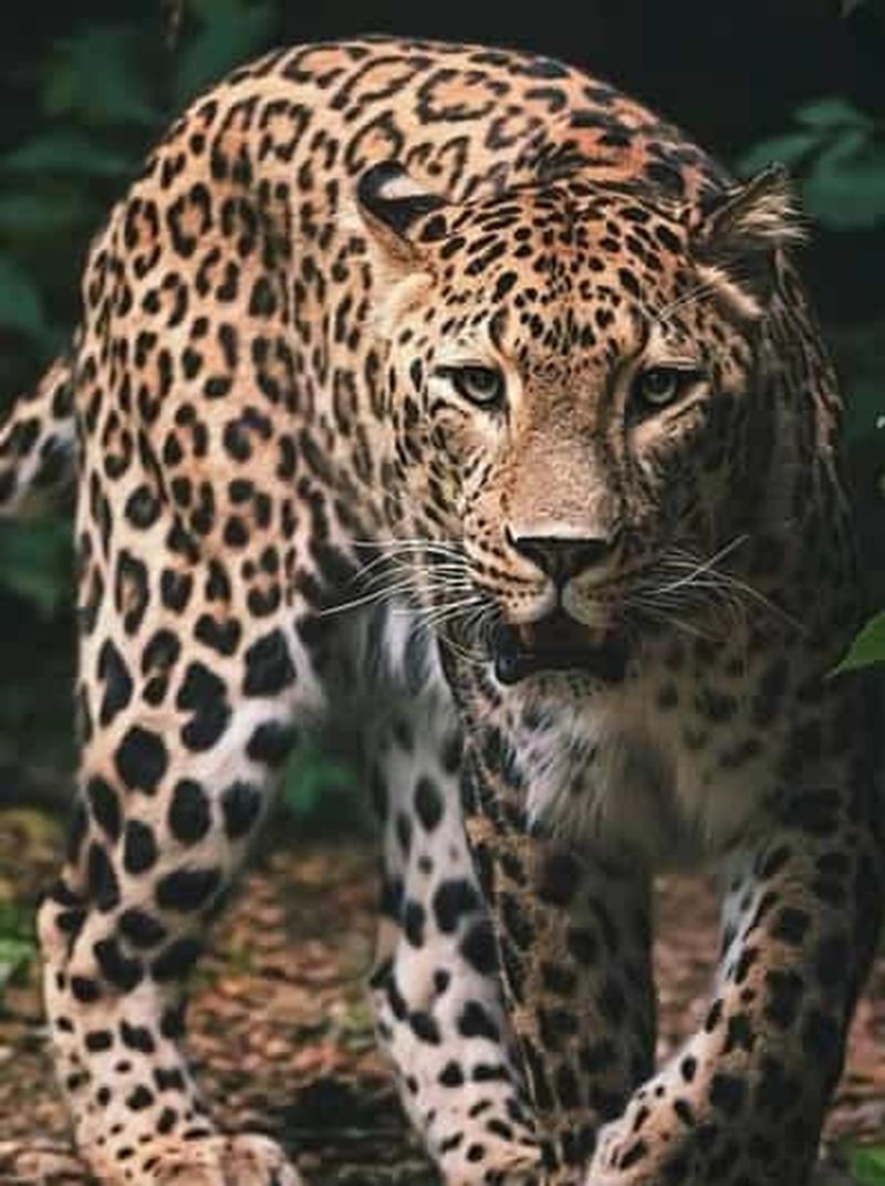 Parc national de Nairobi : safari d'une demi-journée