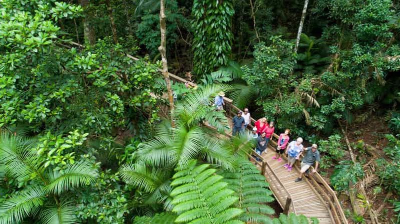 Au départ de Cairns : Circuit en 4x4 dans la forêt tropicale de Daintree et à Cape Tribulation