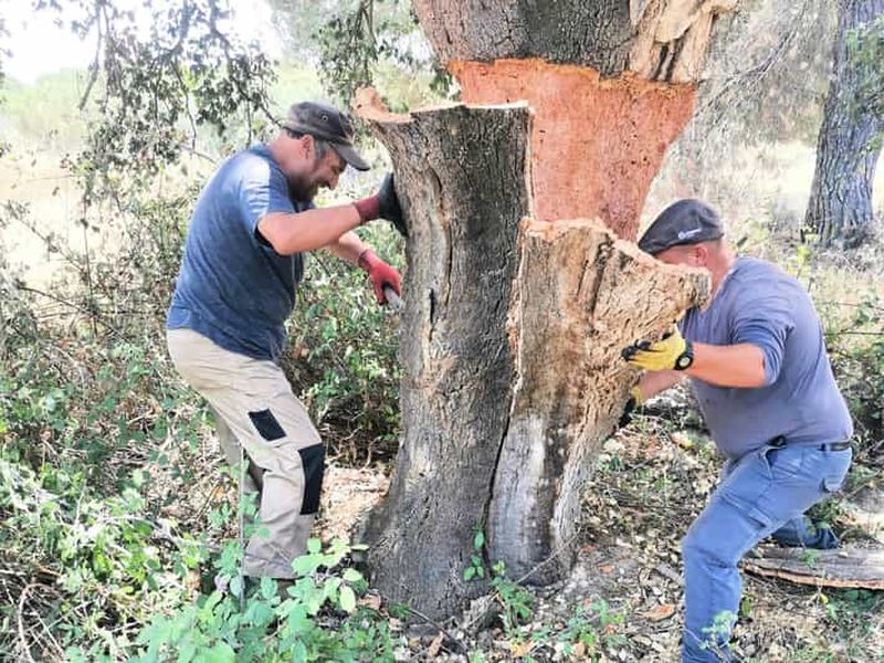Visite privée d'une demi-journée : temple romain d'Évora et chapelle des ossements