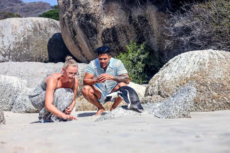 Au départ du Cap : visite d'une demi-journée de la plage de Boulders et des pingouins