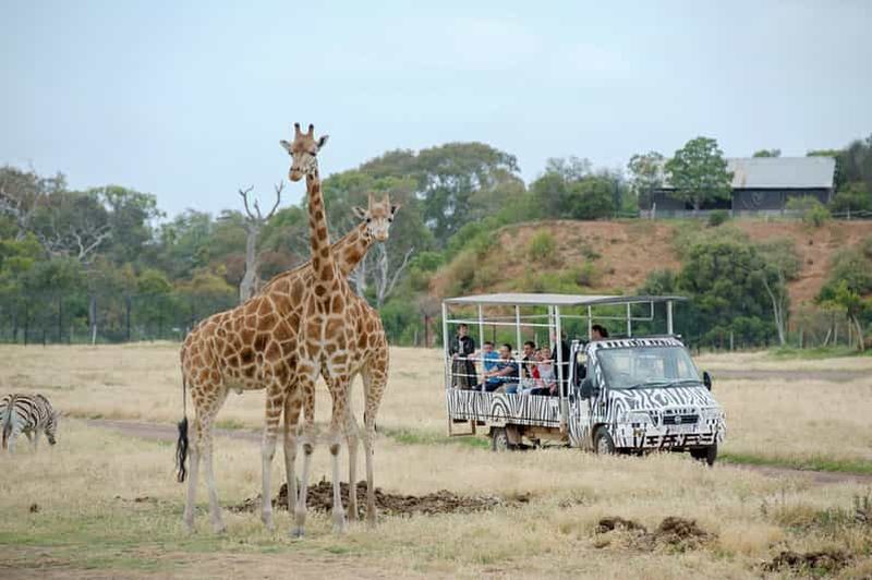 Werribee Open Range Zoo : billet d'entrée