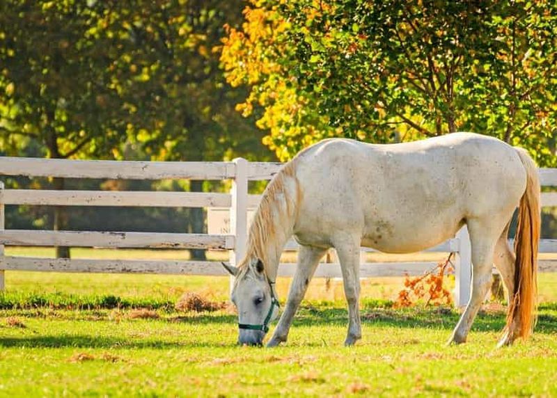 Ljubljana : visite privative de Lipica, des grottes de Škocjan et du château de Predjama