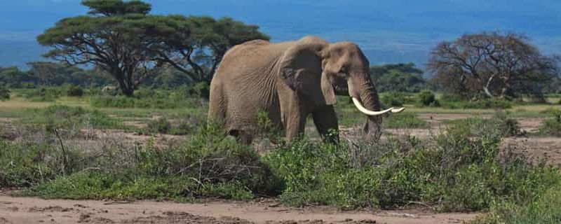 Zanzibar : 2 jours de safari dans le parc national du Serengeti