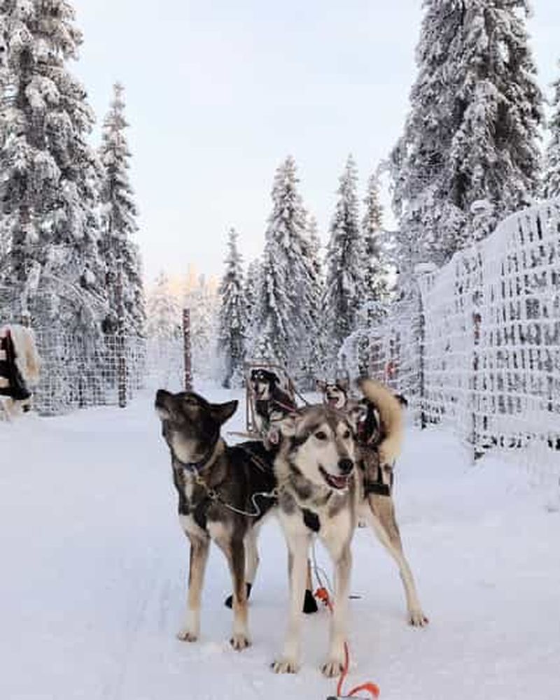 Billet Rovaniemi : safari en traîneau à chiens et ferme de rennes