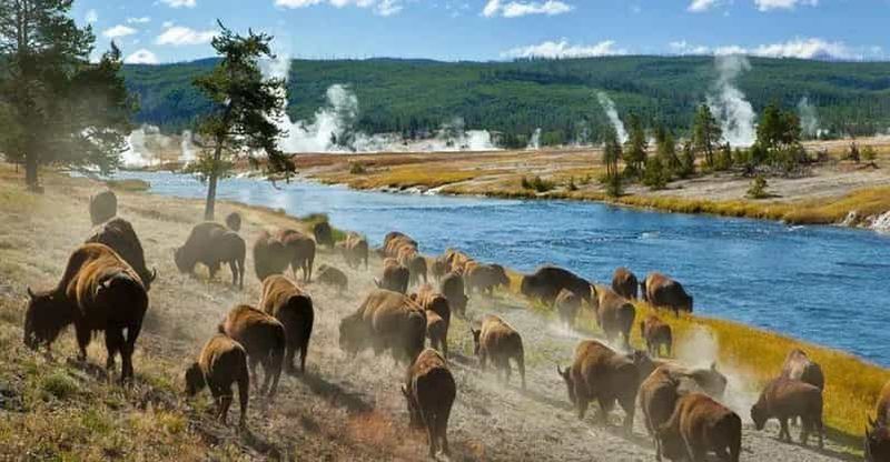 Salt Lake City : visite de 3 jours à Yellowstone et Grand Teton
