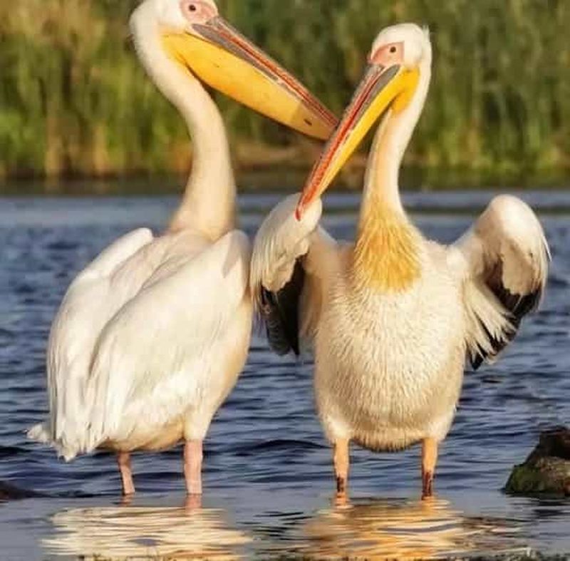 SUPER TOUR : Excursion d'une journée dans le delta du Danube