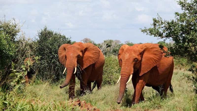 Nairobi : Safari d'une journée au parc national de Tsavo East