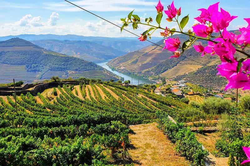 Vallée du Douro : deux caves, croisière et déjeuner depuis Porto