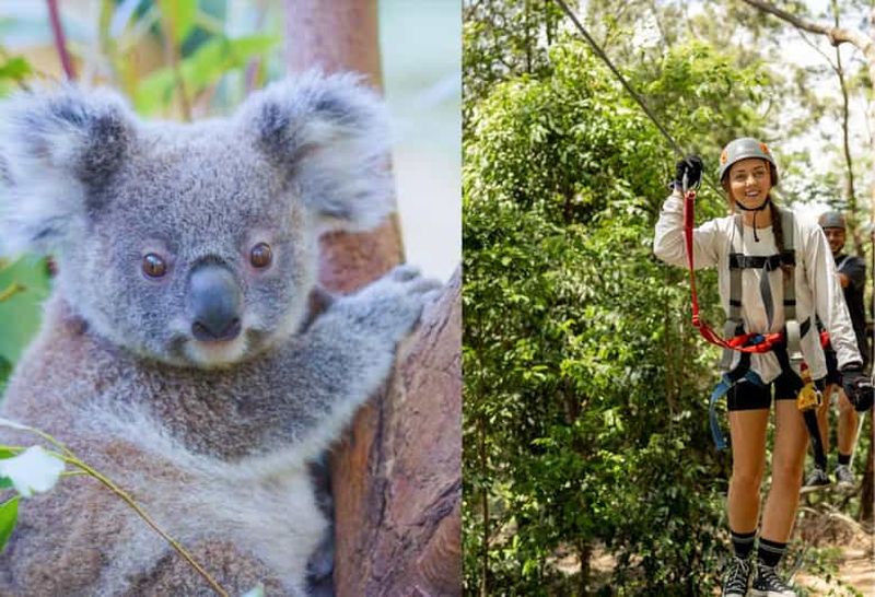 Currumbin Wildlife Sanctuary + accrobranches et tyroliennes