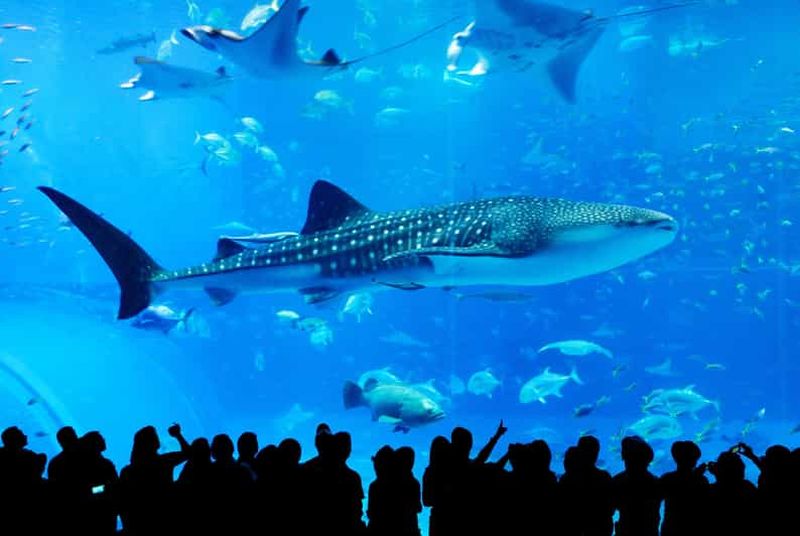 Billet Naha : visite du nord d'Okinawa et de l'aquarium Churaumi