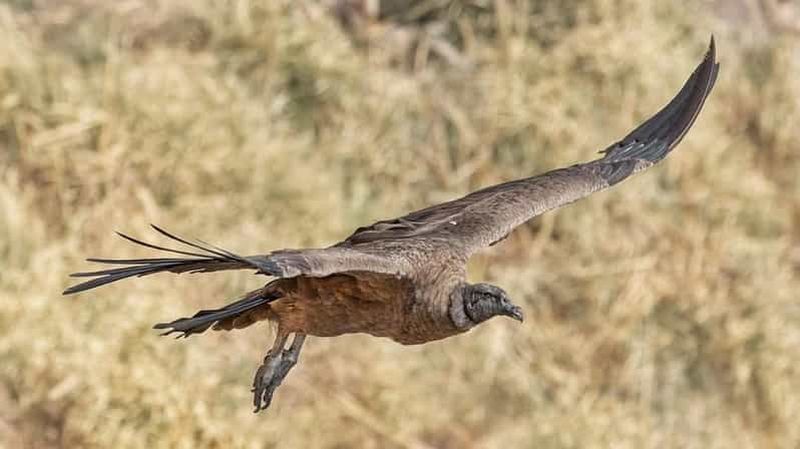 Billet Depuis Cordoue : Observation des condors et randonnée à la cascade de Los Lampazos avec déjeuner