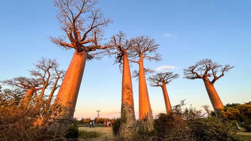 Billet Madagascar : balade nocturne dans la forêt de baobabs et visite culturelle du village