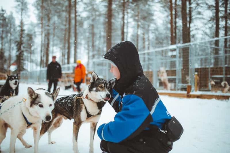 Billet Rovaniemi : promenade en traîneau à chiens en début d'hiver