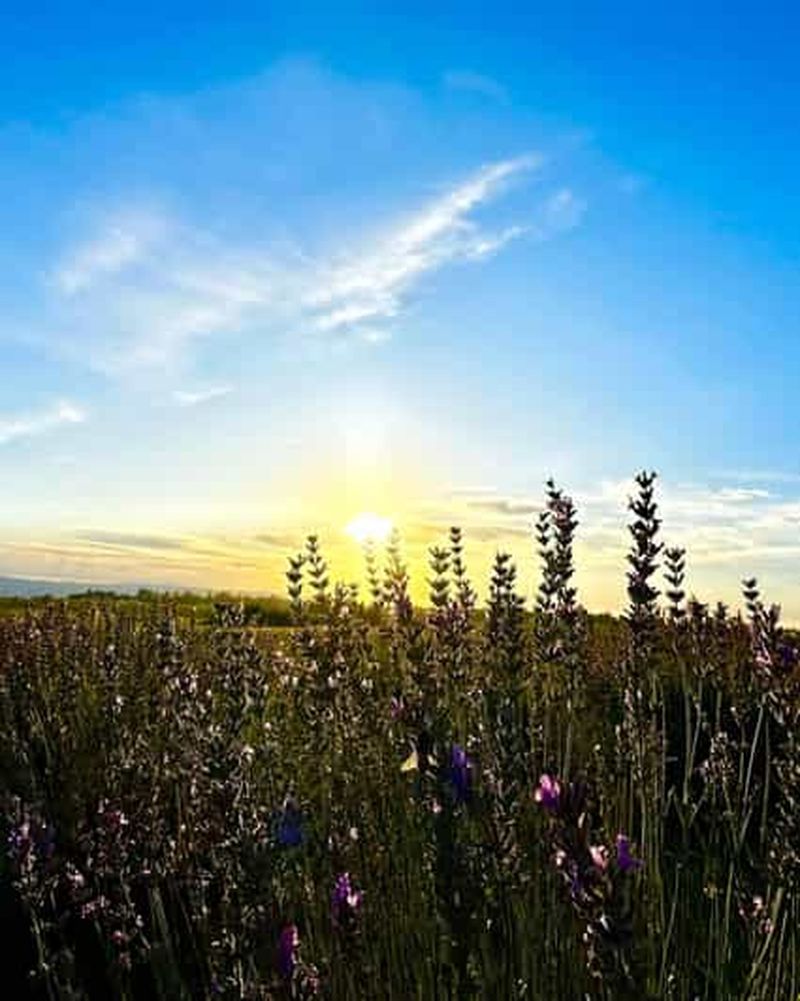 Billet Cordoue : visite des champs de lavande dans un domaine