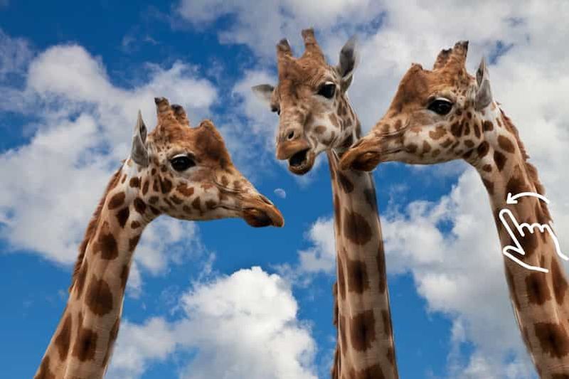 Cracovie : visite du zoo avec prise en charge et retour à l'hôtel