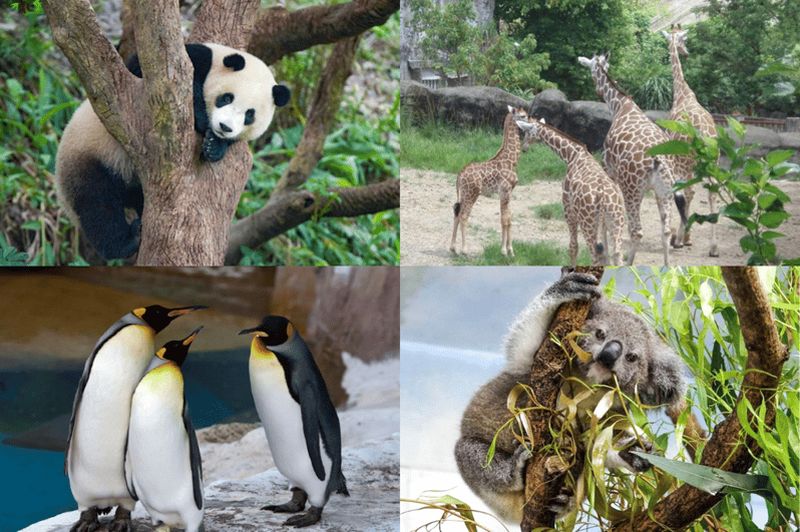 Taipei : billet combiné pour la télécabine de Maokong et le zoo, avec train