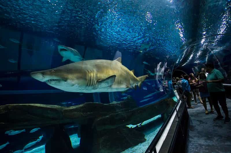 Rio: visite du boulevard olympique, d'AquaRio et du musée de demain