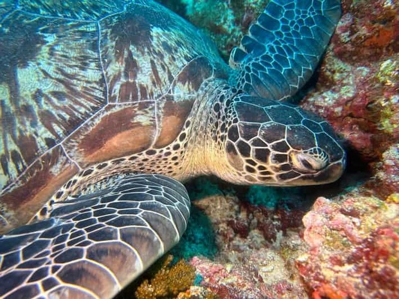 Maafushi : sortie en bateau, jardin de coraux et snorkeling avec tortues