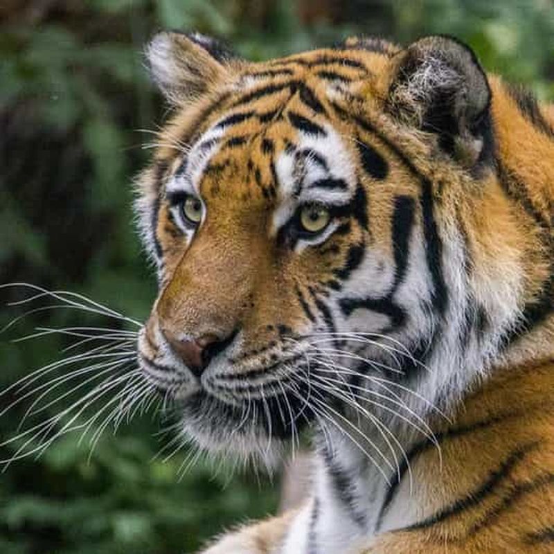 Billet d'entrée au Wilder Institute/zoo de Calgary