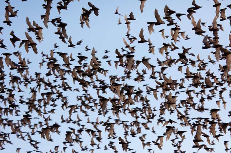 Billet Une journée TukTuk Handicrafts Bambootrain Killing&BatCaves,Sunset