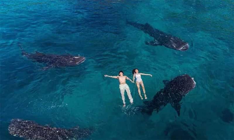 Cebu : excursion aux requins baleines d'Oslob, aux chutes de Tumalog et au pic Osmeña