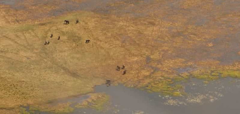 Depuis Kasane : Safari en hélicoptère (Parc national de Chobe)