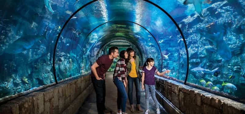 Las Vegas : billet d'entrée pour le Shark Reef Aquarium