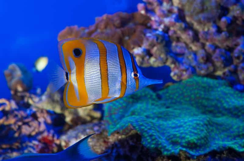 Gênes : Billets d'entrée pour l'aquarium, le musée de Galata et le sous-marin