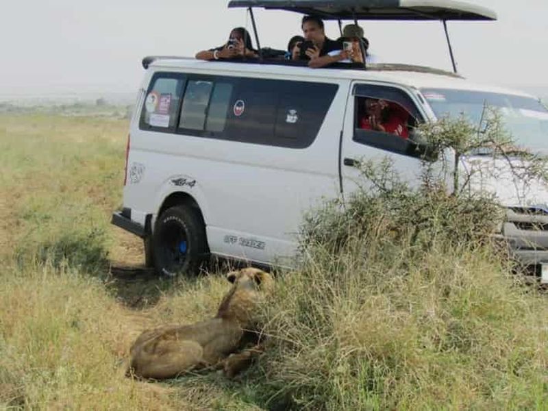 Parc national de Nairobi - demi-journée de safari guidé avec prise en charge