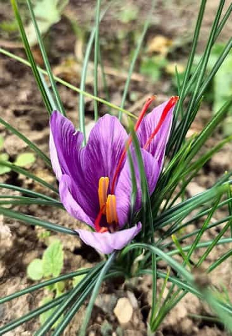 Billet San Polo in Chianti : à la découverte du safran