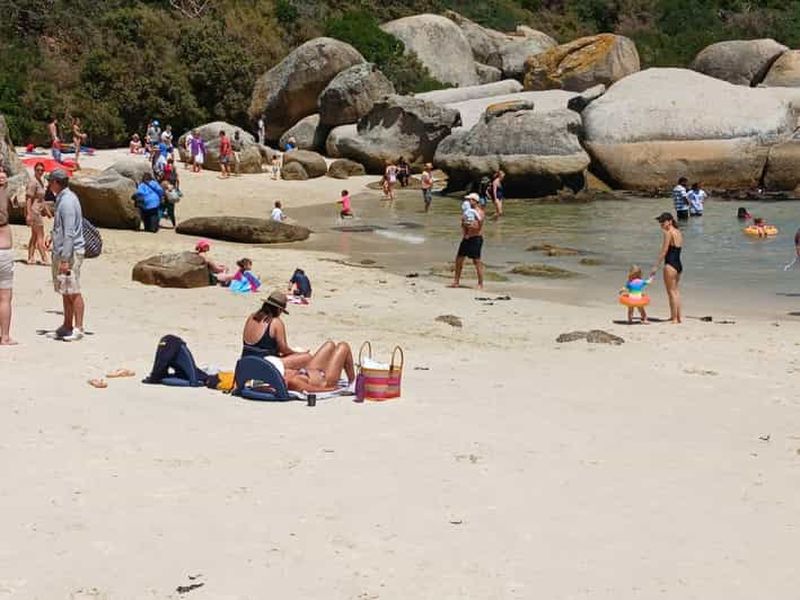 Journée à la plage de Boulder et observation des manchots, demi-journée