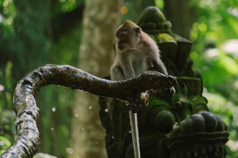 Ubud, forêt des singes, cascade de Riceterace, purification