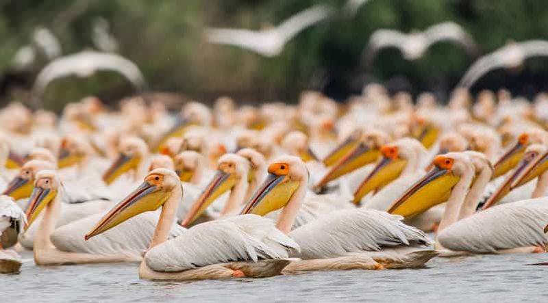 Excursion photo de 5 jours pour observer les oiseaux du delta du Danube
