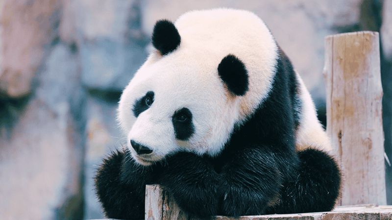Shanghai : Billet pour le parc des animaux sauvages