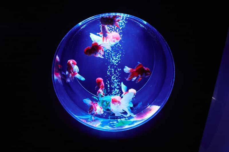 Tokyo : Art Aquarium Museum GINZA Billet d'entrée