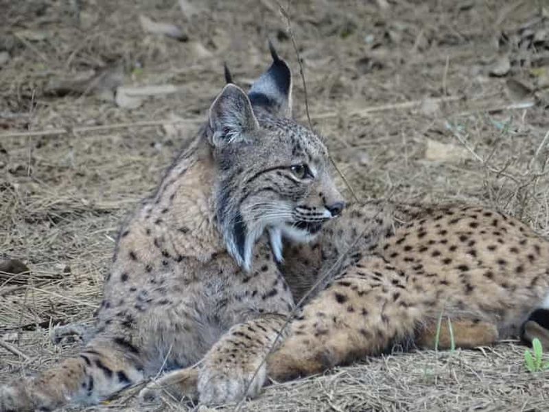 Depuis Séville : Parc naturel de Doñana, El Rocio et Matalascañas