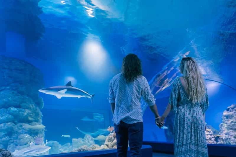 Cairns : Visite guidée de l'Aquarium au crépuscule