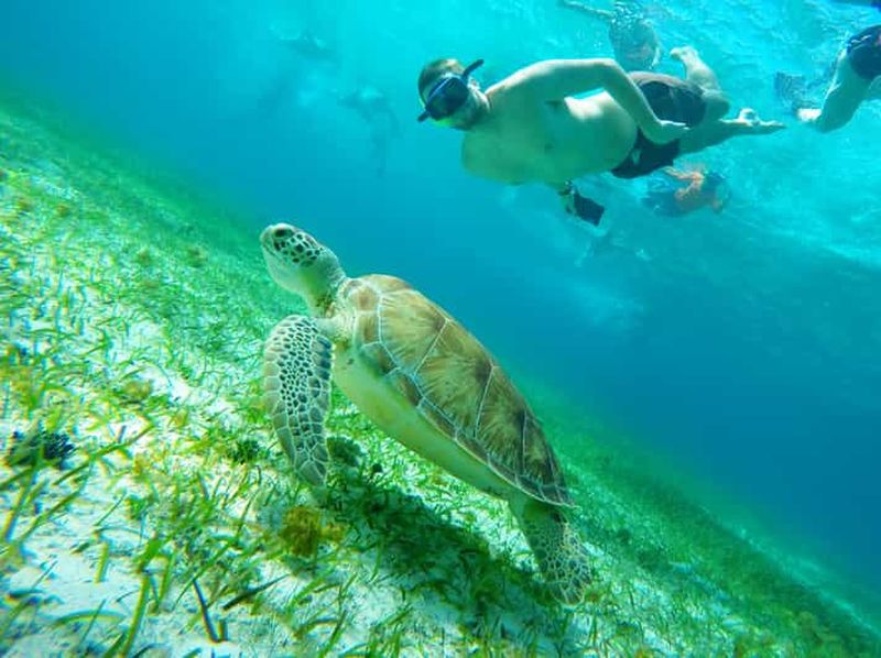Billet Depuis Cozumel : snorkeling parmi les étoiles de mer, les raies et les tortues à Turtle Bay
