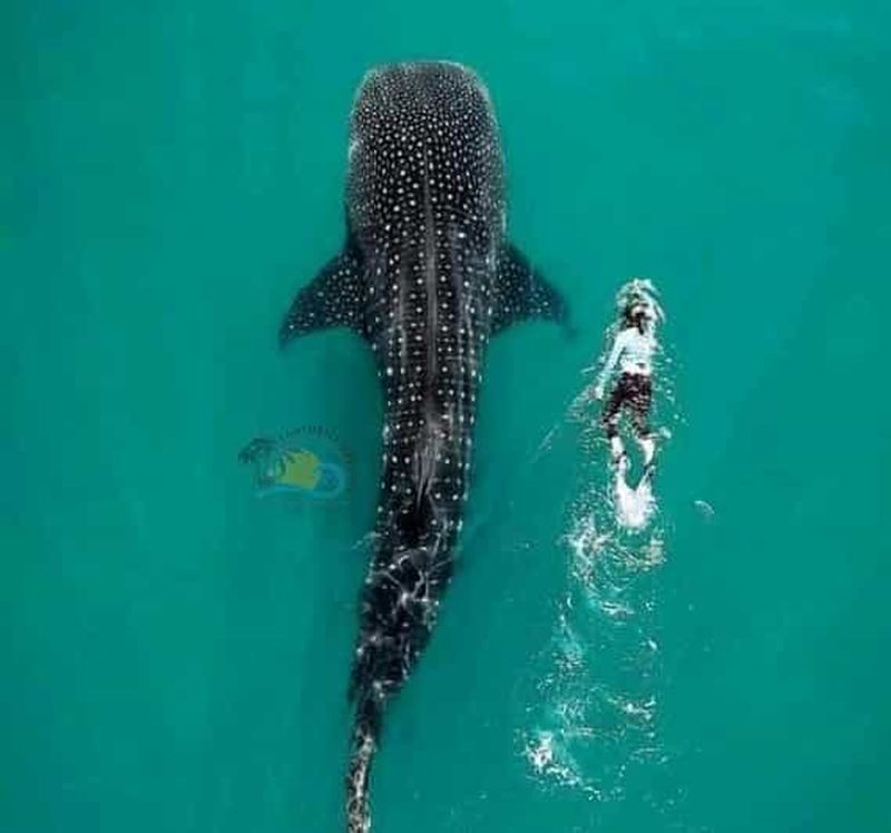 Billet Zanzibar : excursion d'une journée avec vol pour nager avec les requins-baleines sur l'île de Mafia