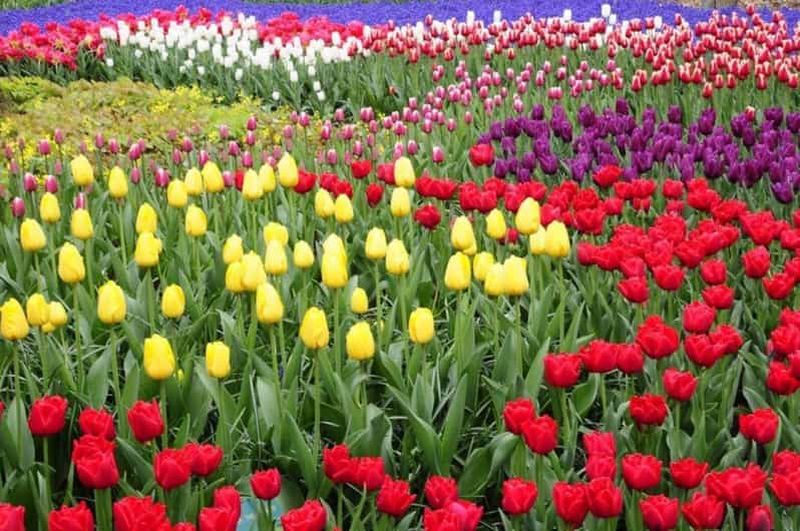 Au départ d'Amsterdam : Visite privée du Keukenhof et de Madurodam
