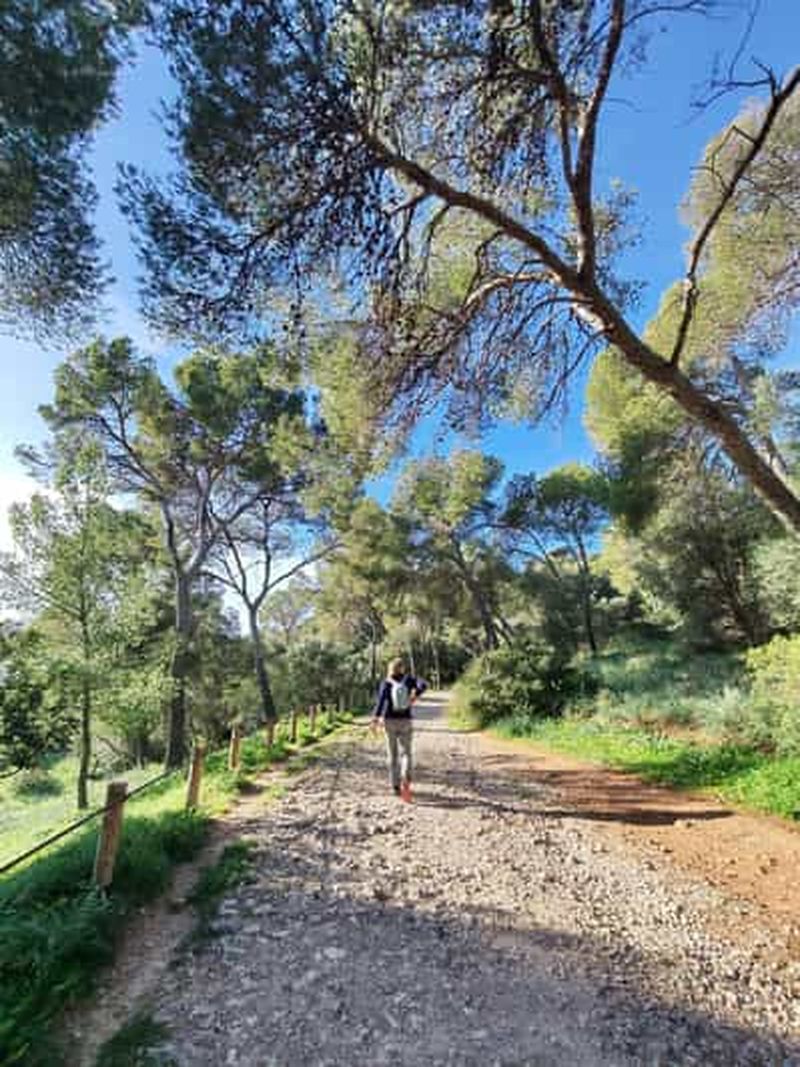 Forêt de Palma et vieille ville : visite en vélo électrique et randonnée au château de Bellver