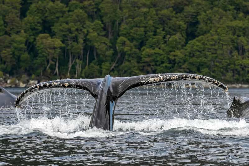 Billet Punta Arenas : journée baleines et glaciers