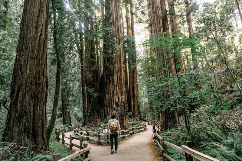 San Francisco : excursion d'une demi-journée à Muir Woods et Sausalito