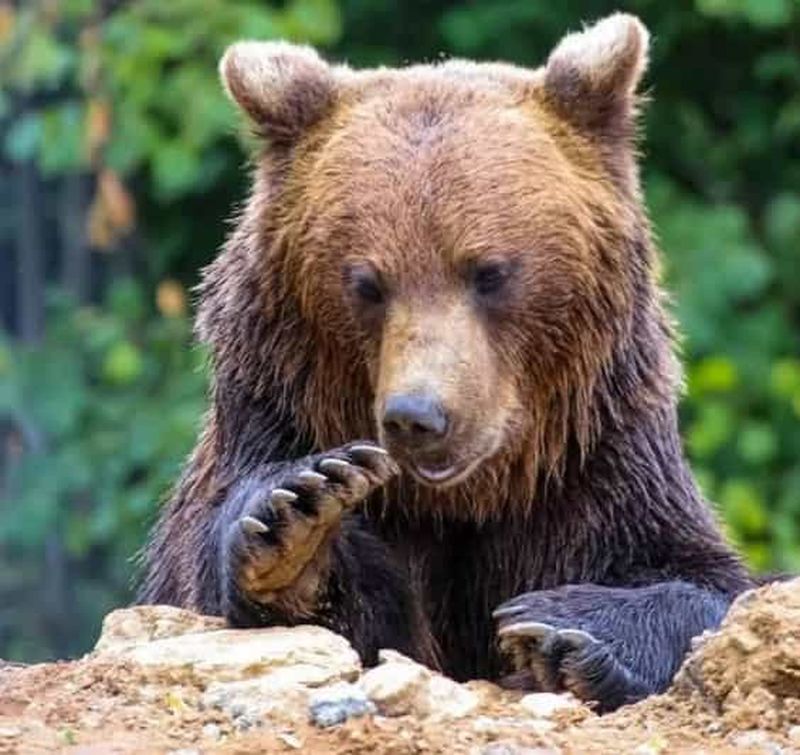 Vallée de la grotte, forteresse de Râșnov, château de Bran et sanctuaire des ours
