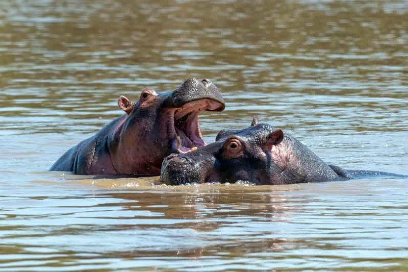 Maun : safari de 8 jours dans le delta de l'Okavango avec camping