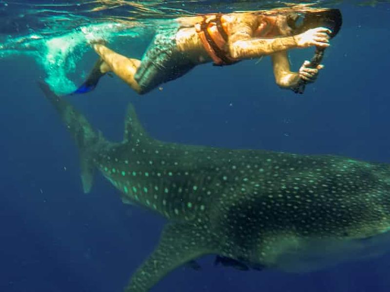 Billet Isla Mujeres : Excursion à la rencontre des requins-baleines